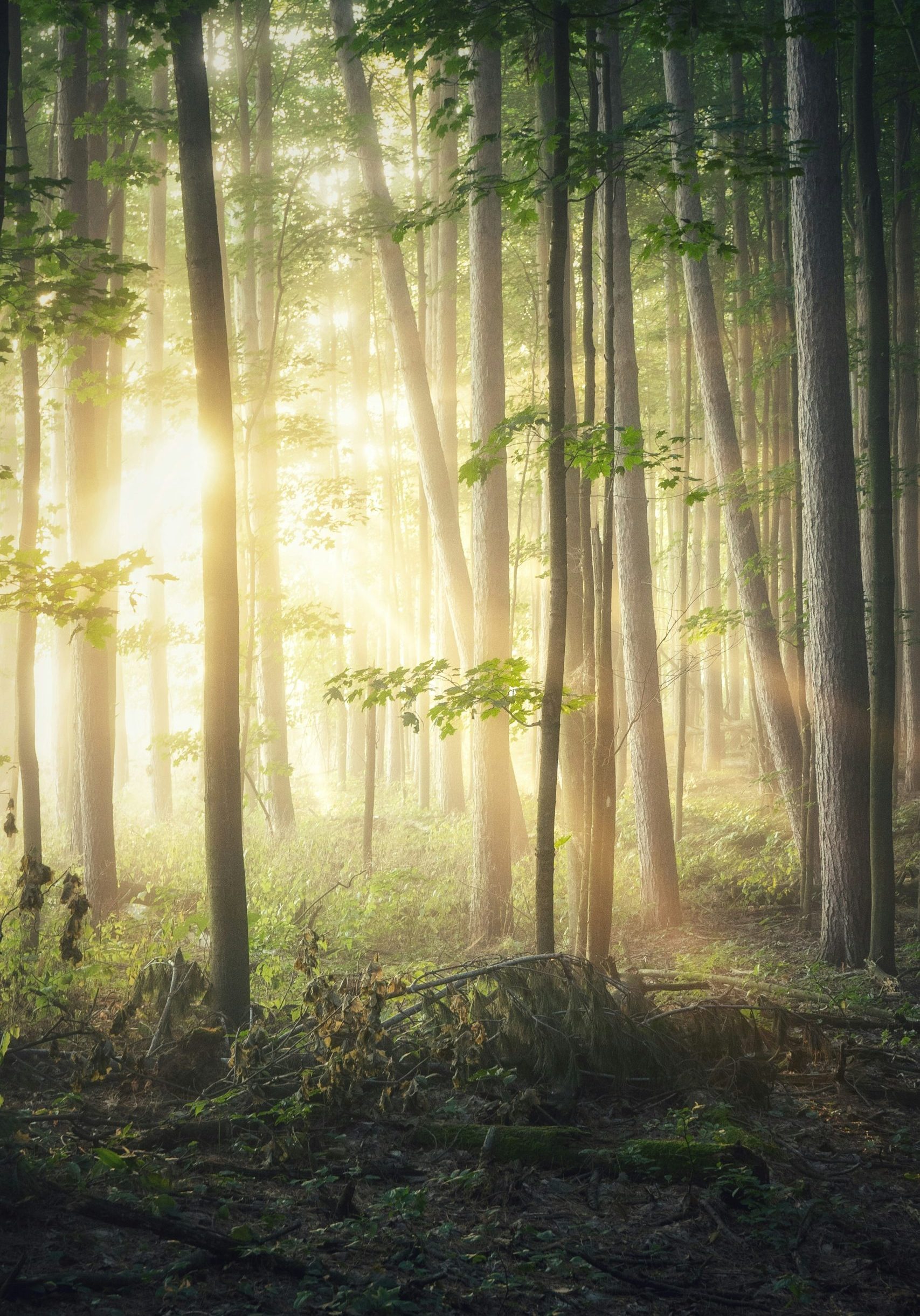 michael-krahn-eGD69I3ODC4-unsplash