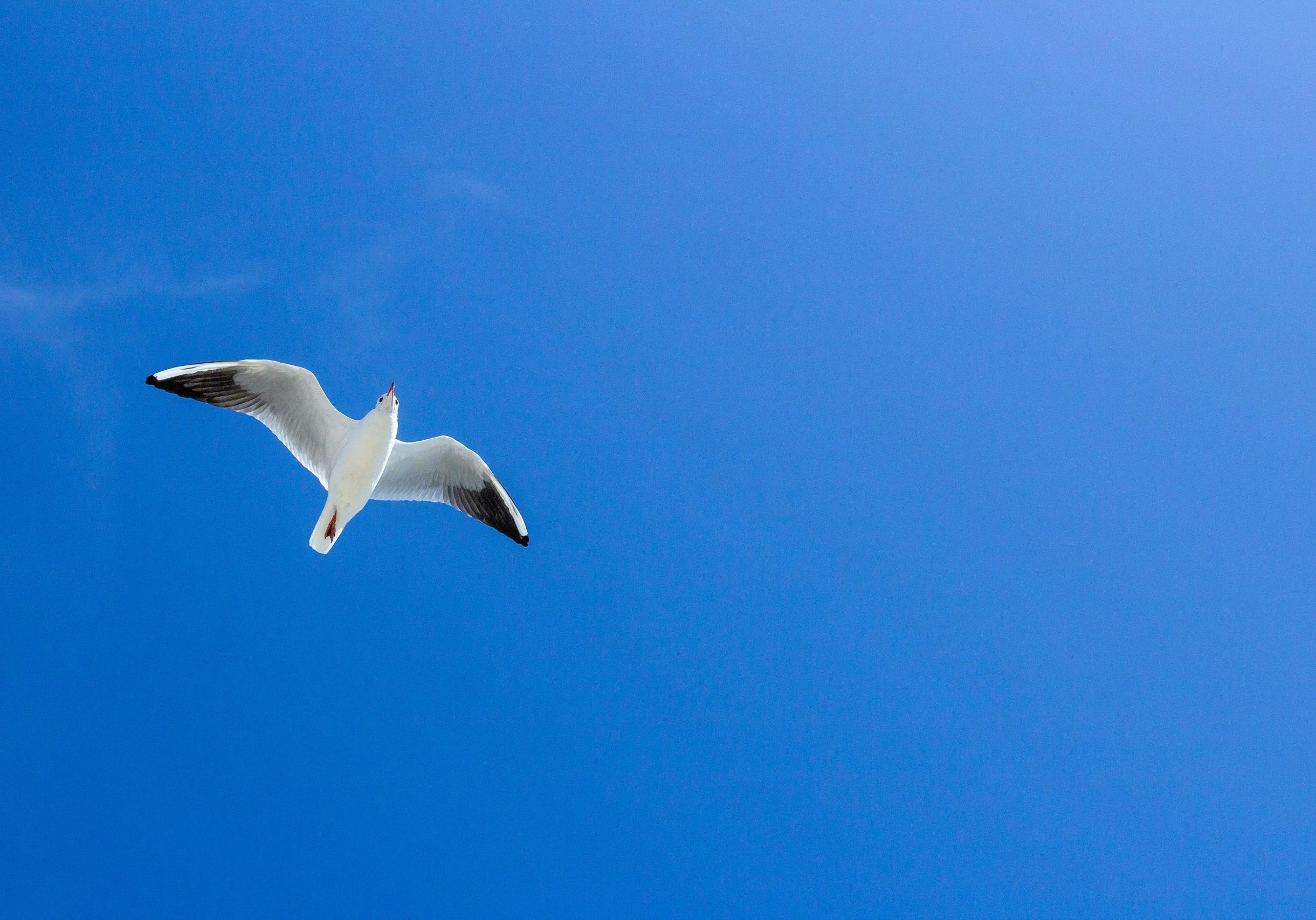 olga-safronova-vGq6sCsGwd8-unsplash